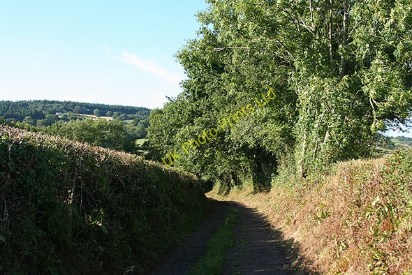 Photo 6"x4" Yarcombe: track leading to the village Moorhayne c2006