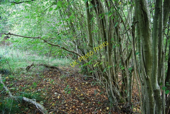 Photo 6"x4" Coppiced trees by the Sussex Border Path Best Beech Hill c2010