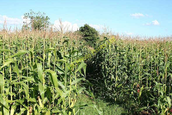 Photo 6"x4" Yarcombe: footpath through maize Moorhayne c2006