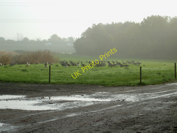 Photo 6"x4" Gaggle of Geese Nevendon c2010