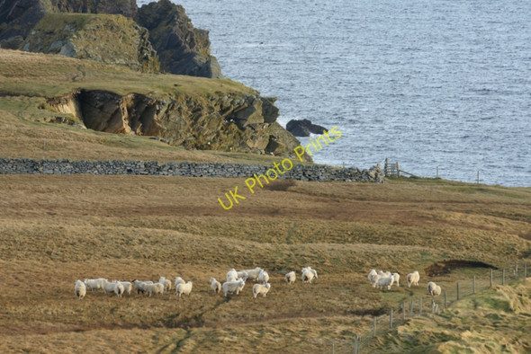 Photo 6"x4" Sheep above the Cliffs, Lamba Ness Kirkaton c2010