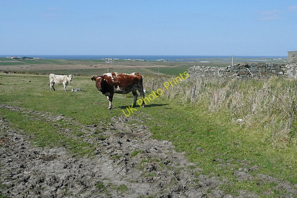 Photo 6"x4" Cows at Kilbaha Kilbaha c2010