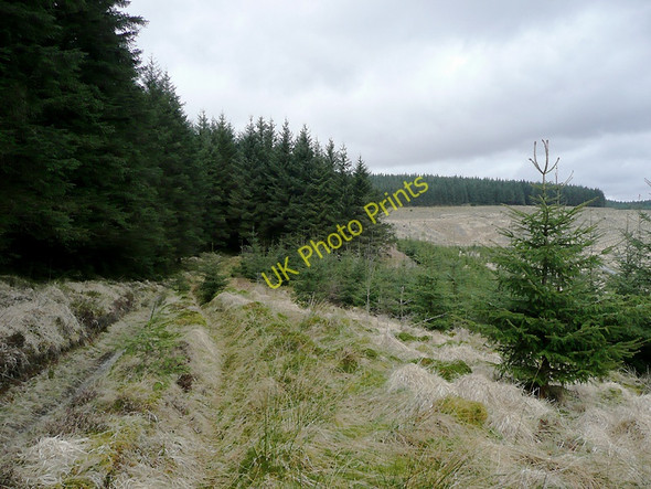 Photo 6"x4" In the Tywi Forest on Cnwch Rhiwhalog, Ceredigion Cnwch Rhiwhalog c2010