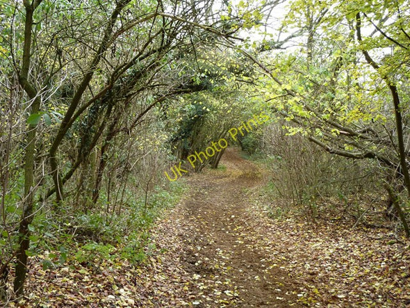Photo 6"x4" Sheep Walk Langley Vale c2010