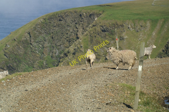 Photo 6"x4" Sheep on a track west of Saxa Vord Leera Stack c2008