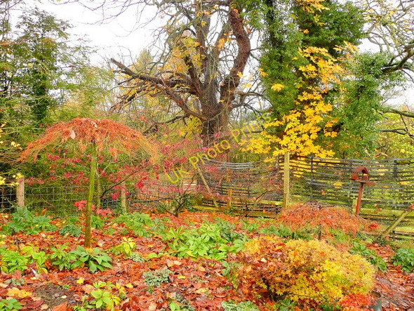 Photo 6"x4" Late autumn scene Upper Hill\/SO4753 c2010
