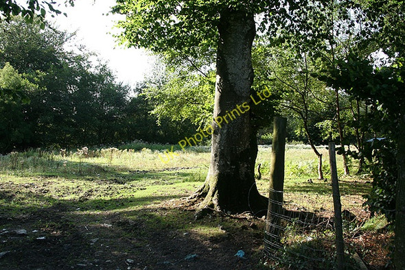 Photo 6"x4" Wambrook: near Wildway House Crawley\/ST2607 c2006