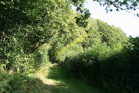 Photo 6"x4" Wambrook: by Wortheal Cottage Crawley\/ST2607 c2006