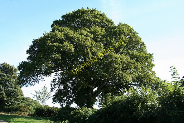 Photo 6"x4" Membury: oak tree Crawley\/ST2607 c2006