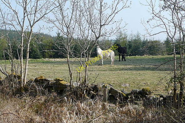 Photo 6"x4" Hinnies at Loughburke Kilmaley c2010
