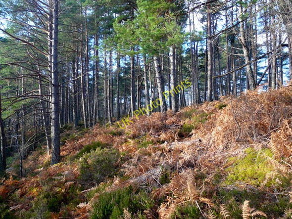 Photo 6"x4" Woodland by the Blackwater River Gorstan c2010