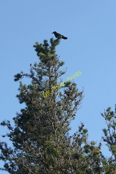 Photo 6"x4" Alone with a crow Connolly c2010