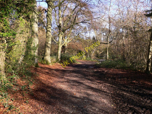 Photo 6"x4" Bridleway south of South Harting North Marden c2010