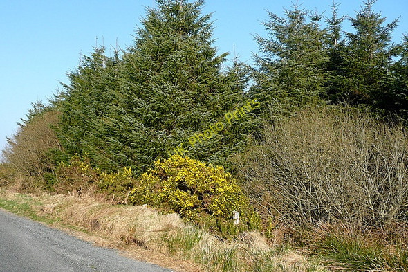 Photo 6"x4" Roadside at Boolynagleragh Derragh c2010