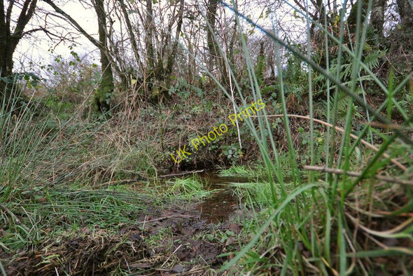 Photo 6"x4" The river Caen in Stowford Plantation immediately downstream from where it passes under the B3230 Bittadon c2010