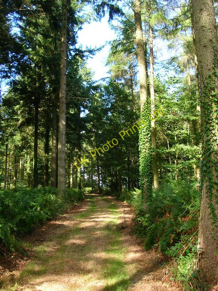 Photo 6"x4" Lumley Wood, Stansted Park Forestside c2006