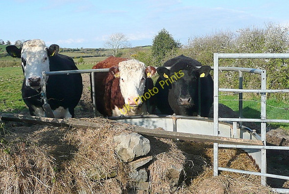 Photo 6"x4" Surprised to see me Glin c2010