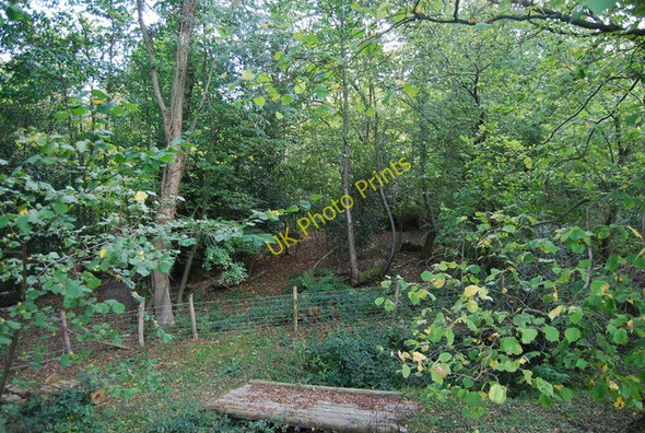 Photo 6"x4" Roughets Wood Heathfield\/TQ5630 c2010