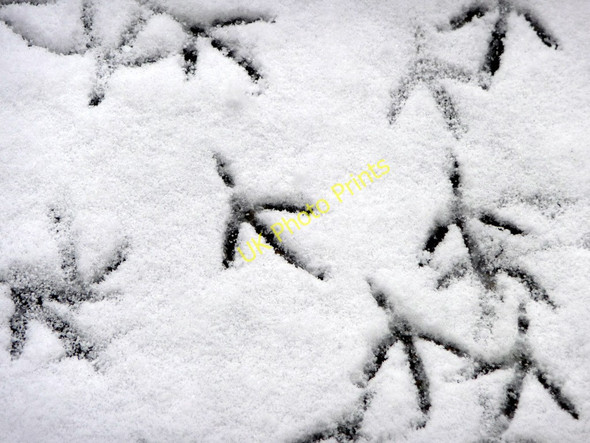 Photo 6"x4" Footprints in the Snow, London N14 Southgate\/TQ3094 c2010