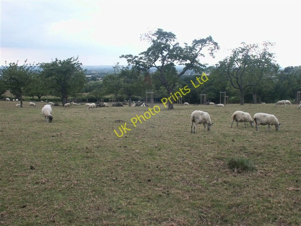 Photo 6"x4" Sheep in the cherry orchard, Willersey Saintbury c2006