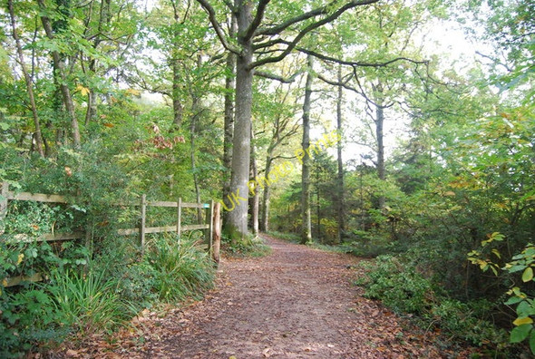 Photo 6"x4" Sussex Border Path in Bewl Wood Cousley Wood c2010 P1