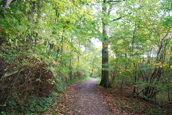Photo 6"x4" Sussex Border Path, Bewl Woods Cousley Wood c2010