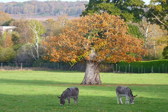Photo 6"x4" Donkeys Grazing near Burley Burley\/SU2103 c2010