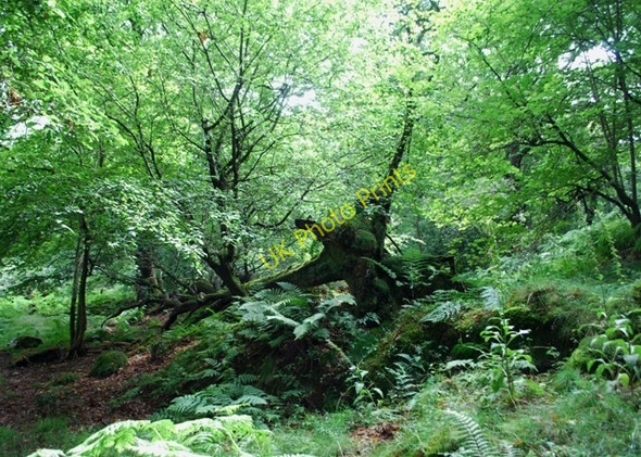 Photo 6"x4" Fallen tree Greenodd c2010