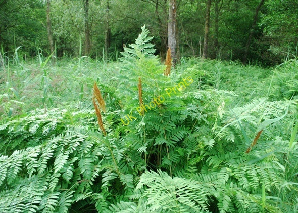Photo 6"x4" Royal Fern Haverthwaite c2010
