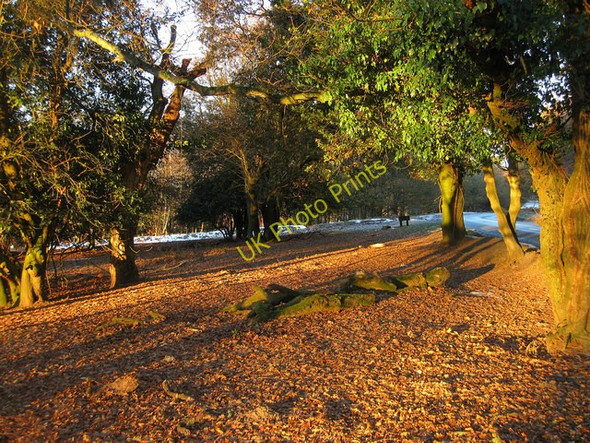 Photo 6"x4" Early Morning Sun, Ashdown Forest Duddleswell c2010