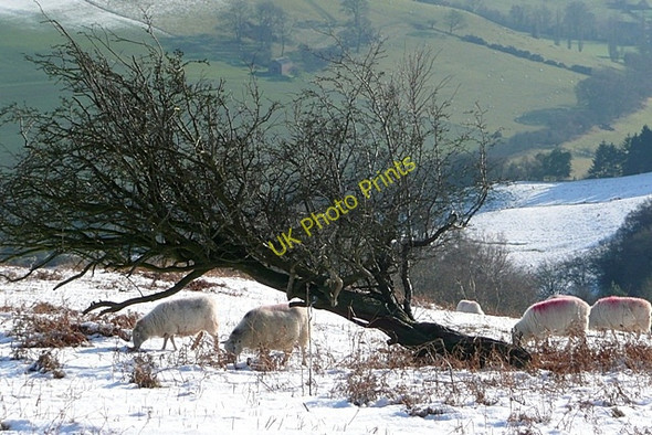 Photo 6"x4" South of Garway Hill White Rocks c2010