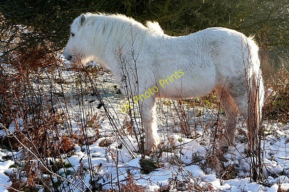 Photo 6"x4" Horse on Alt Common Archenfield c2010