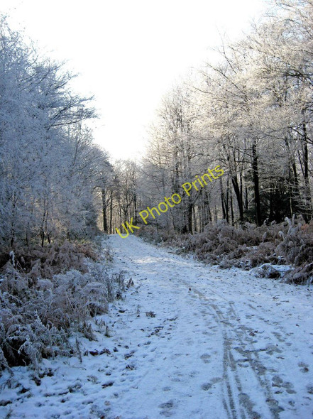Photo 6"x4" A snow-covered track in the Wyre Forest Buttonoak c2010