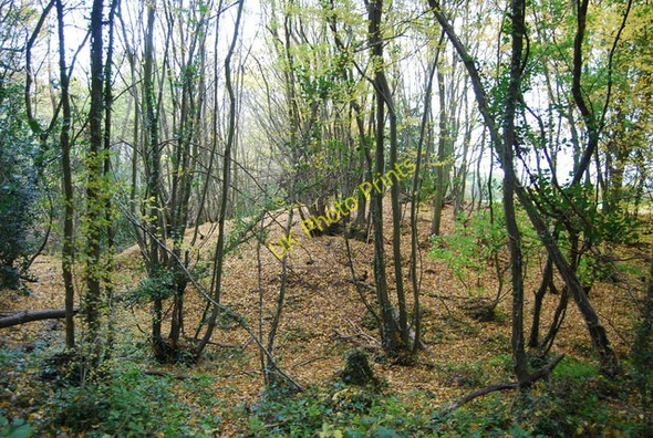 Photo 6"x4" Coppiced trees, Pain's Wood Bodle Street Green c2010