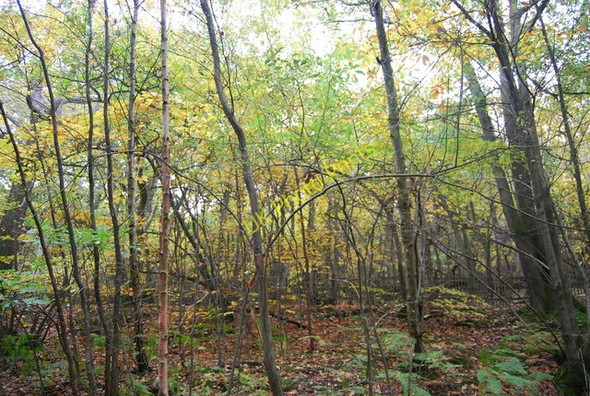 Photo 6"x4" In Chingley Wood Stonecrouch c2010