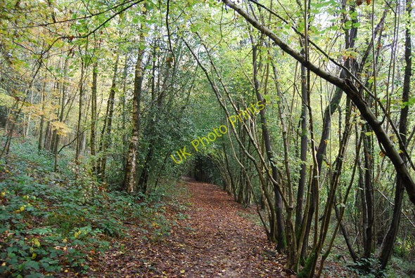 Photo 6"x4" Sussex Border Path, Long Shaw Mott's Mill c2010