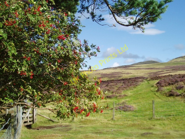 Photo 6"x4" In the foothills of the Pentlands Torphin c2006