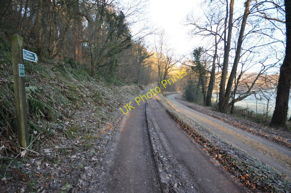 Photo 6"x4" A footpath to Challowell lane running alongside Buckland wood Braunton c2010
