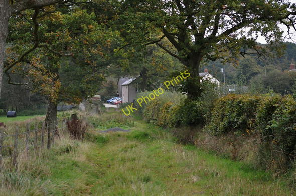 Photo 6"x4" Oak trees on Meshaw Moor Meshaw c2010