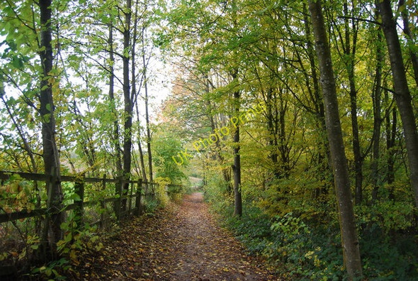 Photo 6"x4" In Mill Wood Stonecrouch c2010