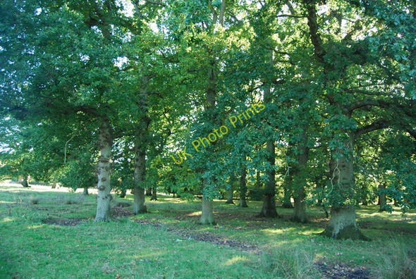 Photo 6"x4" Slipshoe Wood Beckley\/TQ8523 c2010