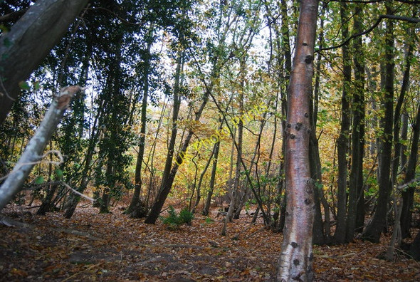 Photo 6"x4" In Wartling Wood Wartling c2010