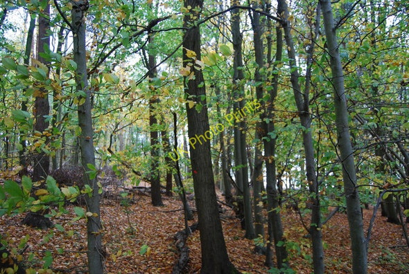 Photo 6"x4" Woodland, Herstmonceux Castle Grounds Wartling c2010 P1