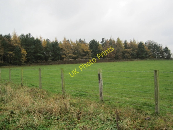 Photo 6"x4" Ark Hill Plantation Simonburn c2010