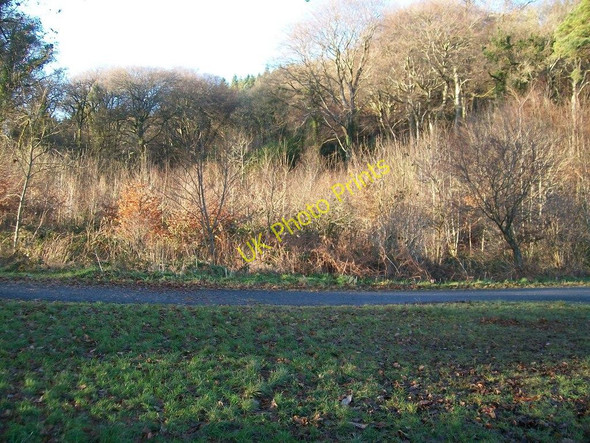 Photo 6"x4" Forest land on the west side of Lake Walk Castlewellan c2010