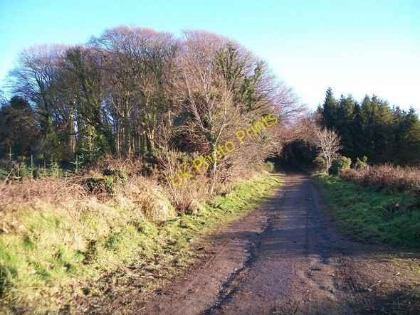 Photo 6"x4" Rutting on Castle Walk Castlewellan c2010