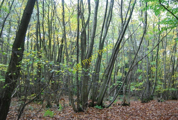 Photo 6"x4" Coppiced trees, Strumblett's Wood Berner's Hill c2010