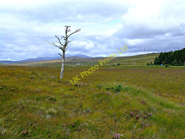 Photo 6"x4" An old tree and shepherd's cottage in the distance Loch an Fhreiceadain c2006