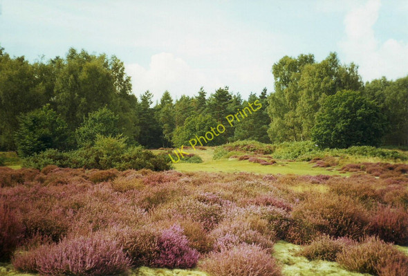Photo 6"x4" Heathland at Warren Lodge, Thetford Forest Thetford\/TL8783 c1998