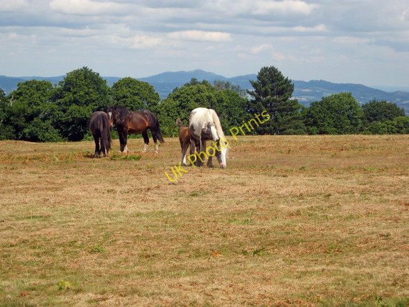 Photo 6"x4" Ponies on May Hill Dursley Cross c2010